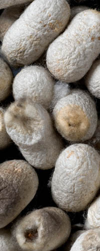 Silkworm Cocoons