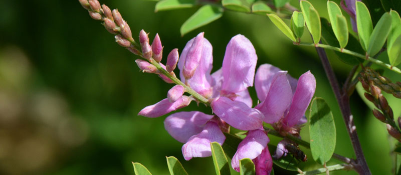 Indigofera Tinctoria