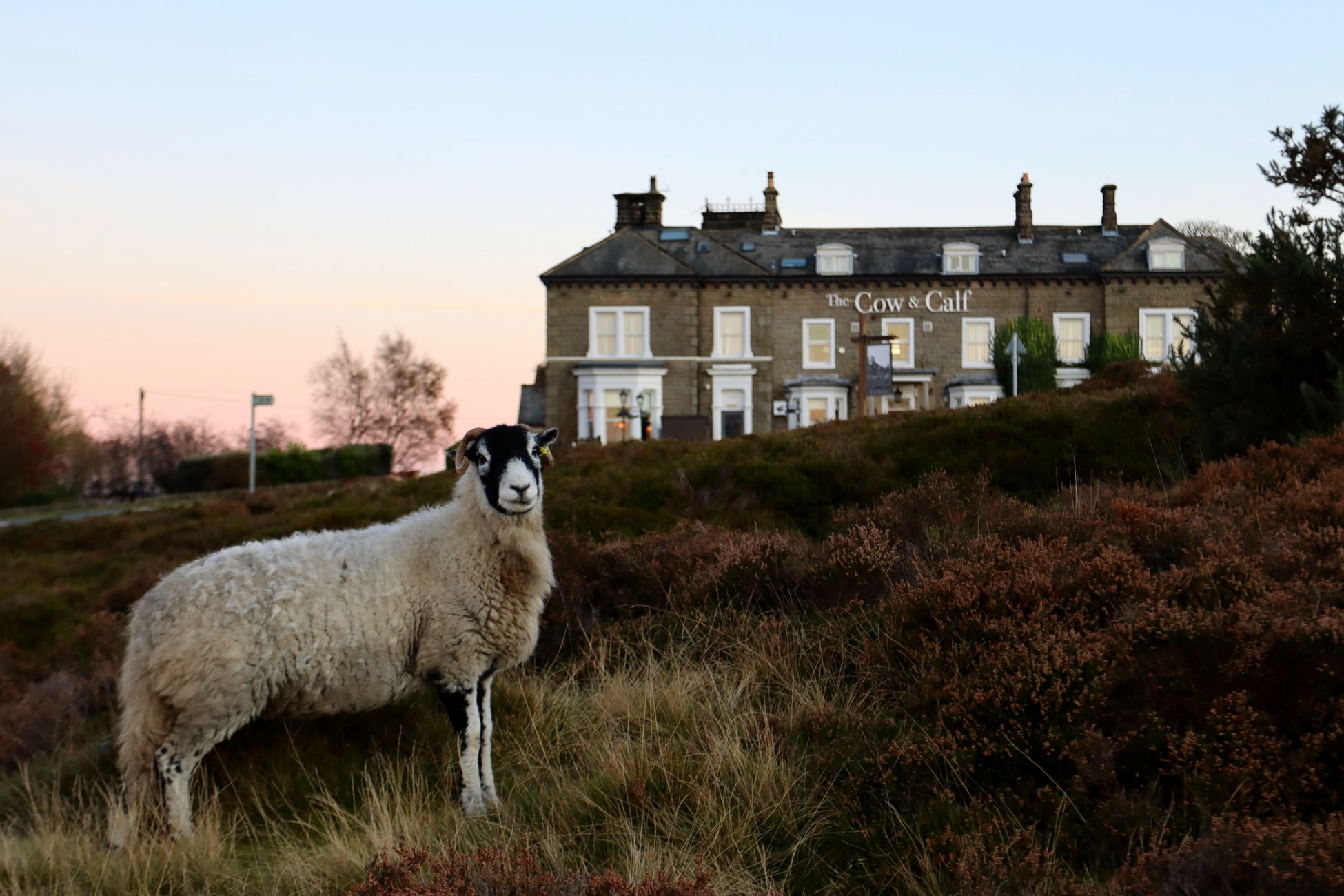 Swaledale Sheep