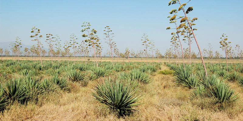 Sisal Plants