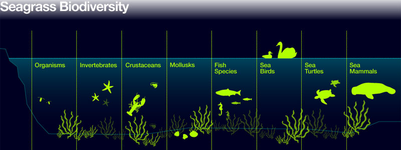 Seagrass Ecosystem